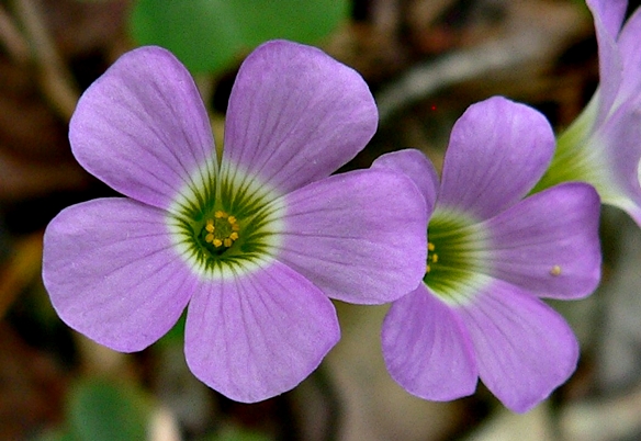 {Oxalis violacea}
